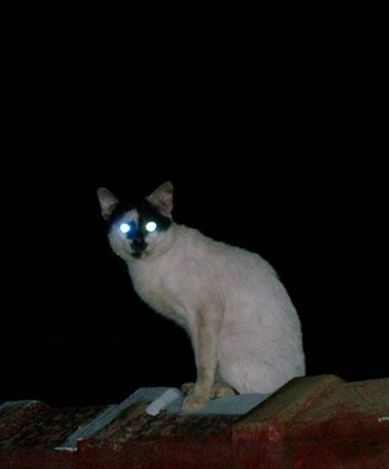 Mengapa Mata Kucing menyala dan Bersinar Dalam Keadaan Gelap ? | kir 31